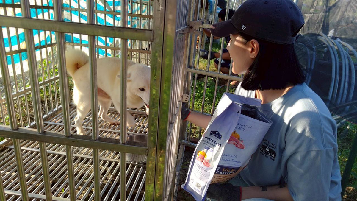 馳援中南部淹水狗園! 柴犬聯盟號召志工齊送暖 3 20250818 NEWS 1 43