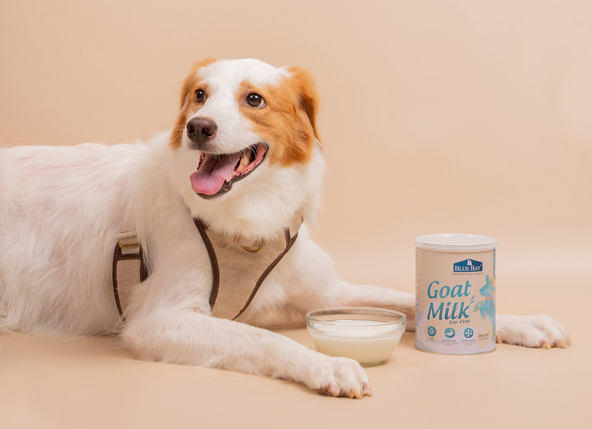 雙11尬普發萬元熱潮,倍力寵物優惠狂撒 2 20251106 NEWS 2 26