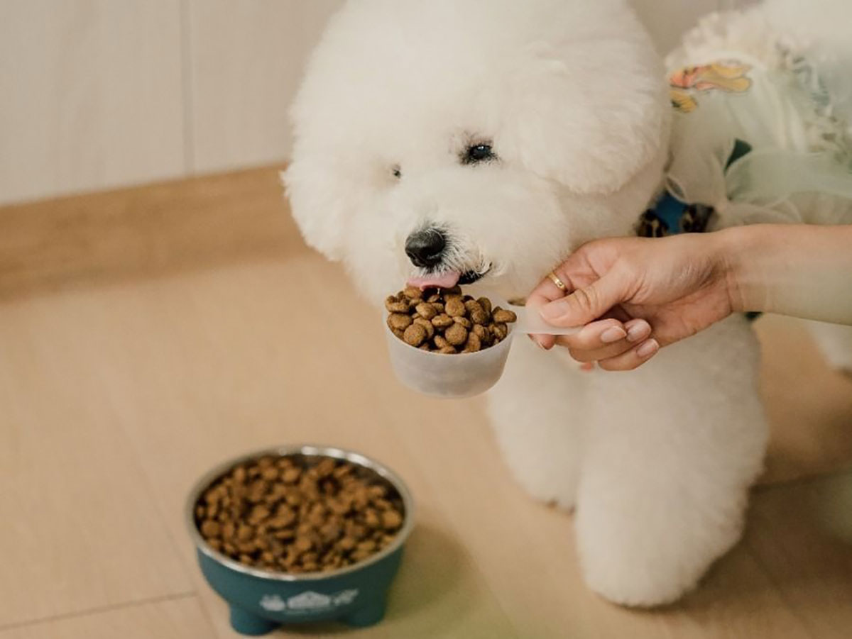 台毛孩逾25%高齡半數肥胖雙危機,愛牠別再憑感覺! 倍力「毛孩餵食計算機」助控管 1 20251122 NEWS 1 28