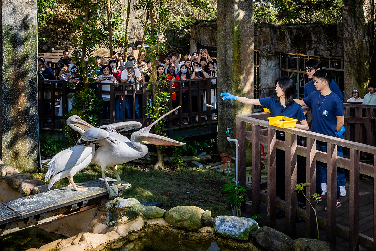 邵雨薇、王柏傑、李淳重返《動物園》上班!快閃壽山動物園!預告2/20開播喜訊!! 7 20260209 NEWS 1 27