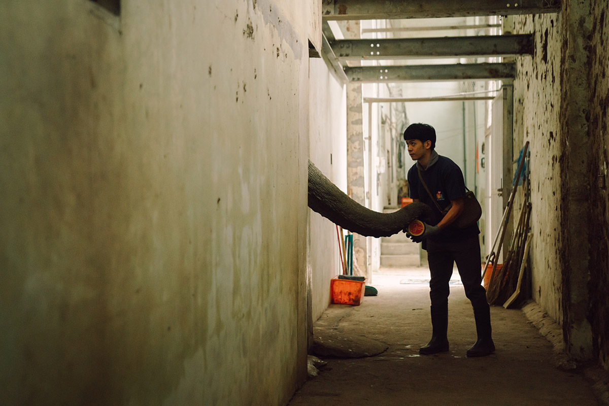 邵雨薇、王柏傑、李淳重返《動物園》上班!快閃壽山動物園!預告2/20開播喜訊!! 4 20260209 NEWS 1 33